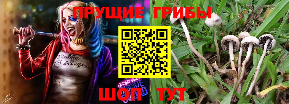 купить закладку  Псилоцибиновые грибы мицелий  Азов  Вход с VPN  Псилоцибиновые грибы Magic Shrooms 